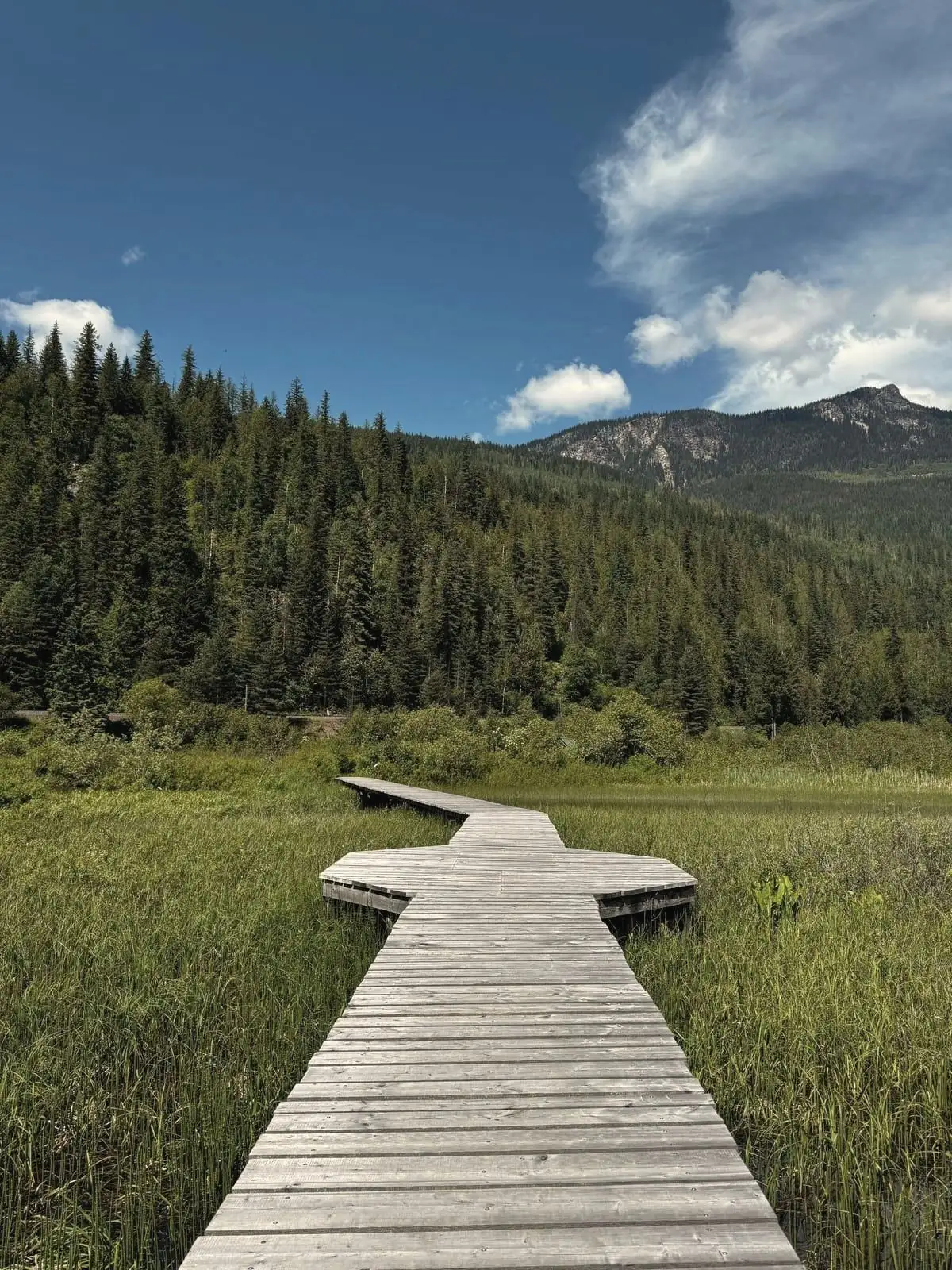 A weathered wooden boardwalk winding across a green mountain marsh toward forested slopes under a blue sky.