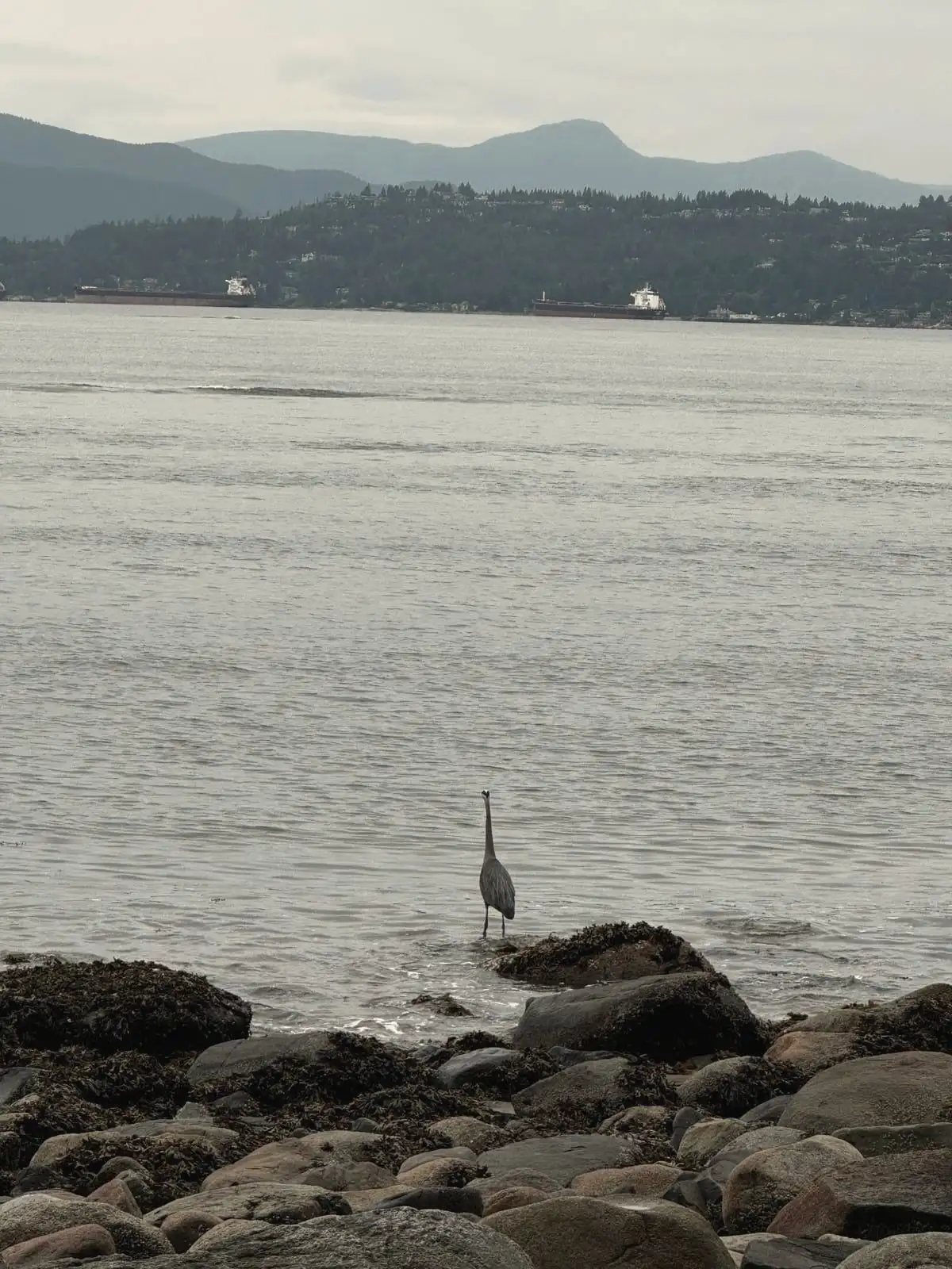 A great blue heron standing still in the shallows of the Salish Sea on a calm grey day, forested mountains beyond.
