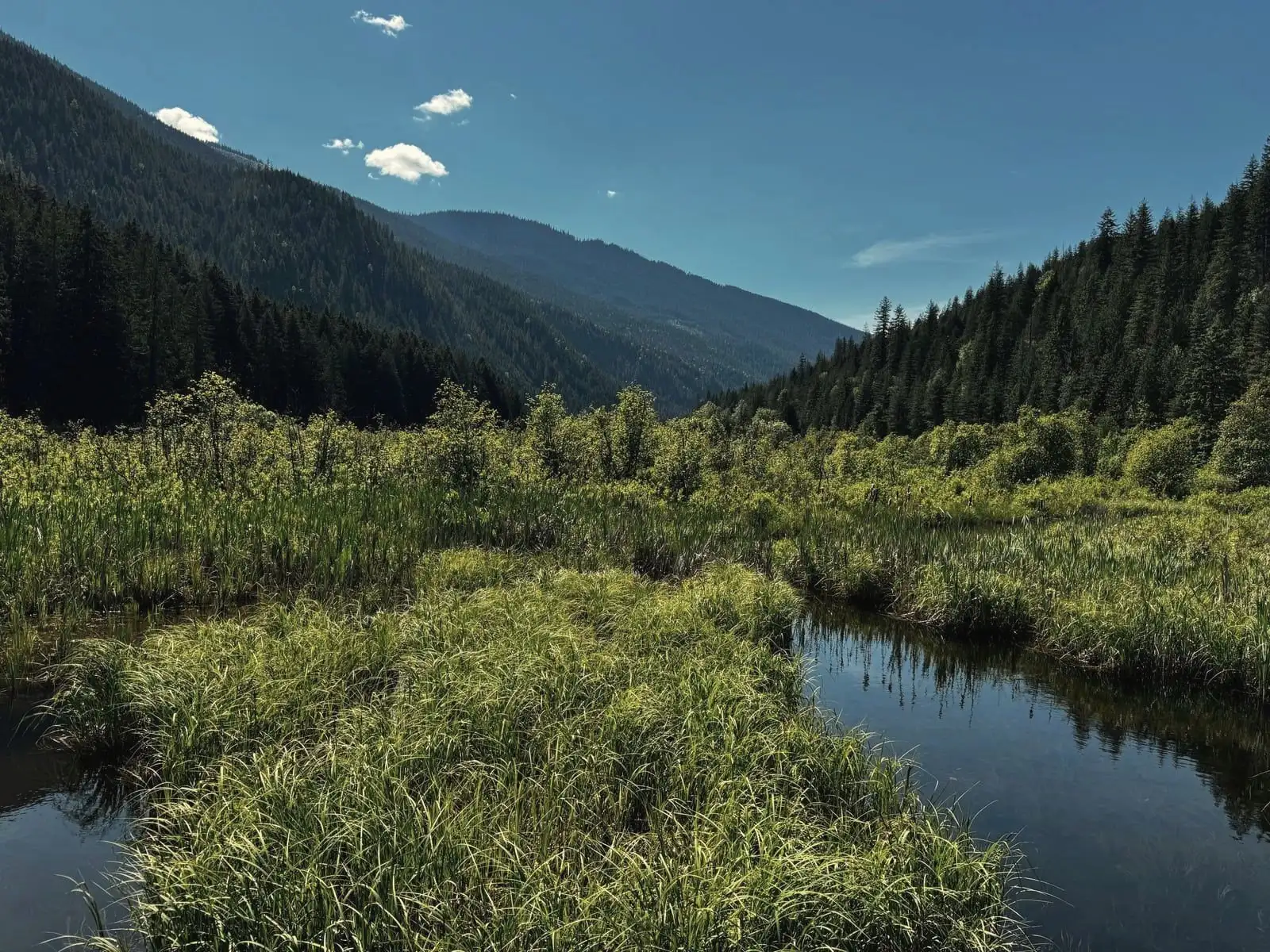 A still mountain creek winding through bright green marsh grass, forested slopes rising under a clear Pacific-Northwest sky.