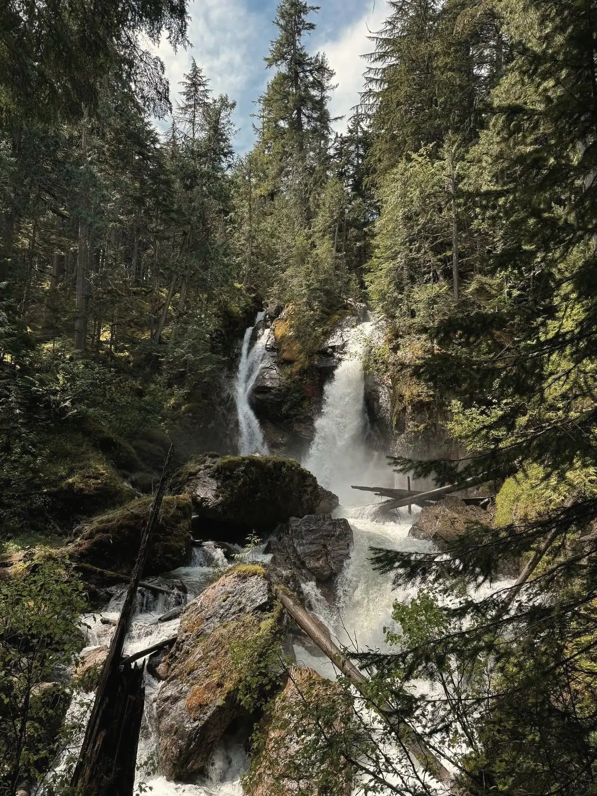 A forest waterfall tumbling over mossy rock through dense Pacific-Northwest cedar.